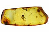 mm Fossil Pseudoscorpion (Arachnida) Preserved In Baltic Amber #145472-2